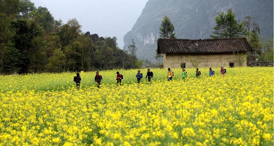 Hoa cai vang moc chau 1