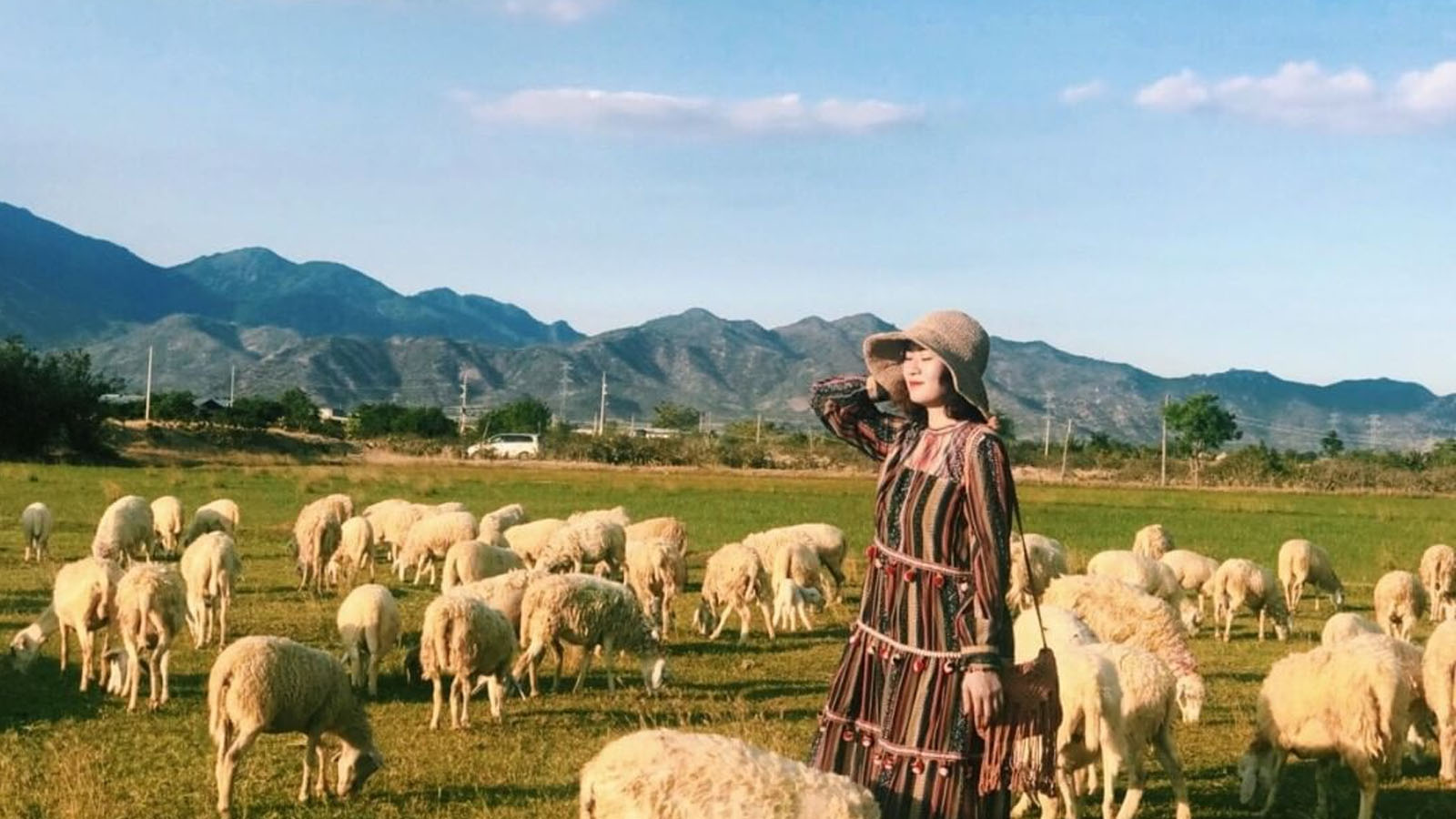 đồi cừu an hoà